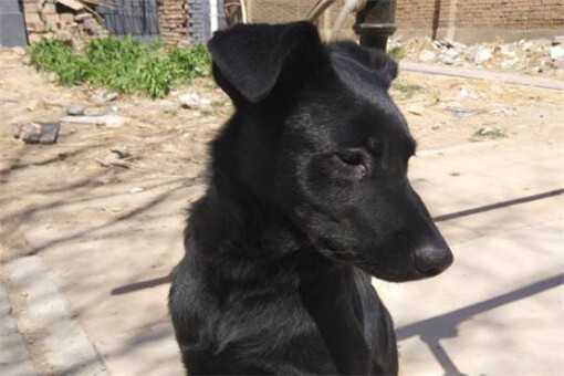 黑狼犬价格多少钱一只（黑狼犬价格多少钱一只幼犬）