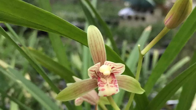 兰花开花时要注意什么（兰花开花时要注意什么问题）