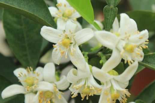 代代花别名叫什么（代代花来源）