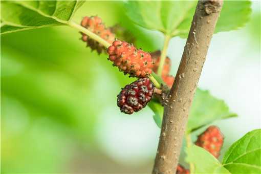 2020年种植什么有前景 2020年种植什么好