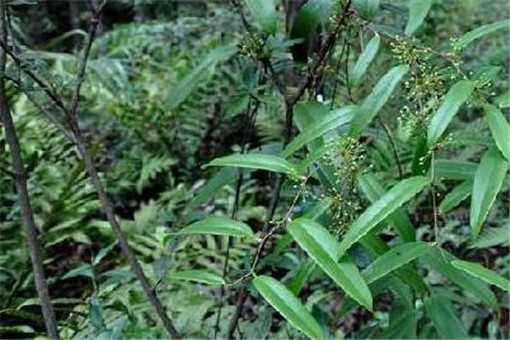 茯苓适合哪些地区种植（土茯苓的种植条件）