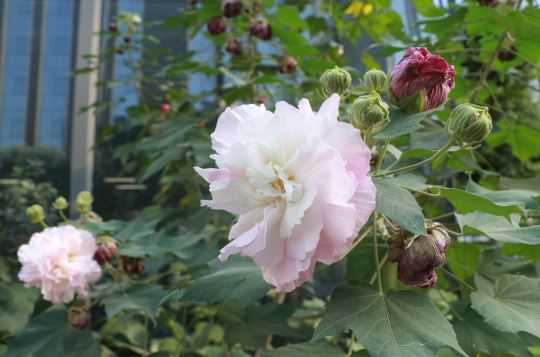 芙蓉的别名叫什么（芙蓉的别名叫什么花）