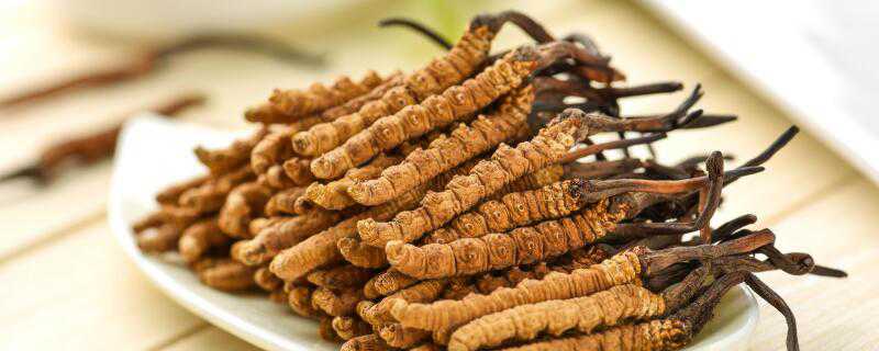 虫草和虫草花的区别介绍！ 虫草花是虫还是草