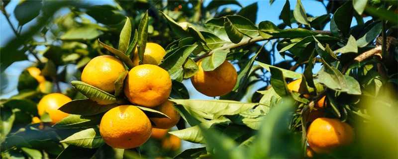 桔子树种植几年结果（桔子树种植几年结果啊）
