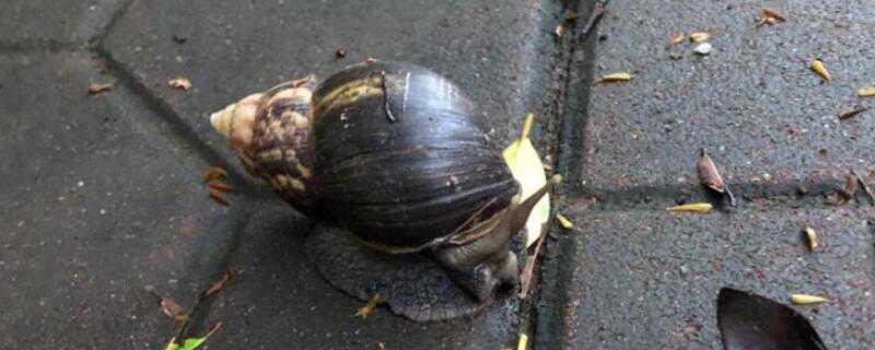 非洲蜗牛有什么病毒（非洲蜗牛有什么病毒潜伏期）