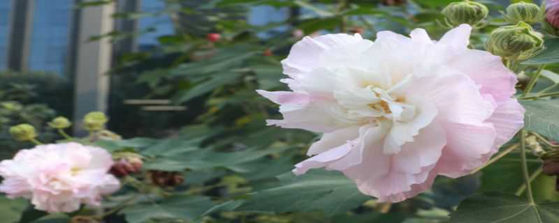 芙蓉花和木槿花的区别 芙蓉花和木槿花的区别是什么