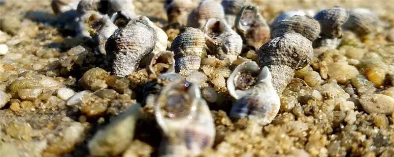 螺是怎么繁殖的（螺是怎么繁殖的图片）