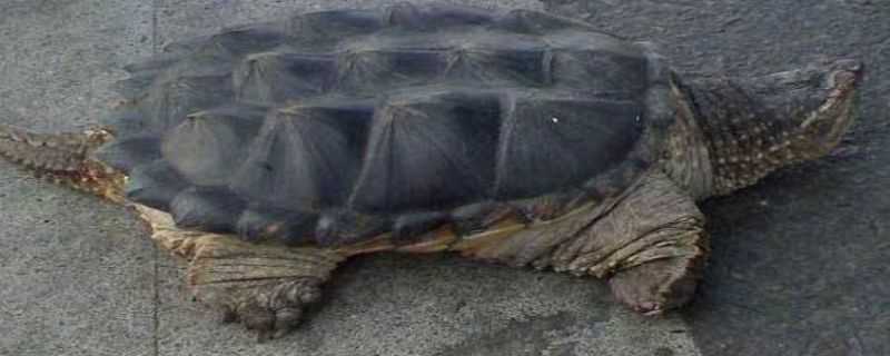 大鳄龟怎么过冬（大鳄龟过冬怎么处理）