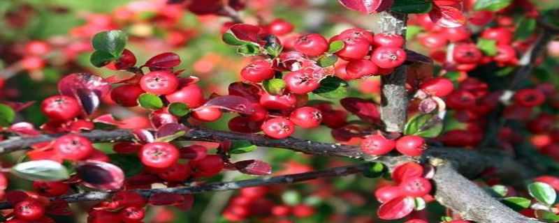 栒子盆景的修剪方法 栒子盆景的修剪方法图解