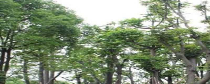 麻楝是常绿还是落叶树（麻楝是什么乔木）