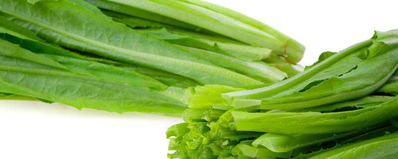 油麦菜是寒性的吗 油麦菜的性质属于寒凉