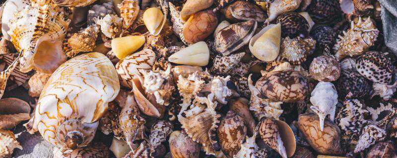 海螺是怎么繁殖的（海螺是怎么繁殖的视频）