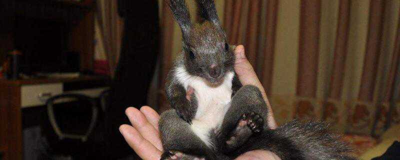 魔王松鼠怎么繁殖 魔王松鼠如何繁殖