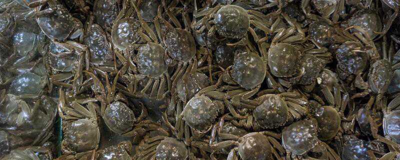 螃蟹怎么过冬（螃蟹怎么过冬天）