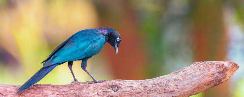 石青鸟的养法 黄肚石青鸟怎么养