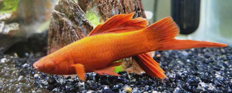 鱼是怎么过冬的（鱼是怎么过冬的幼儿园）