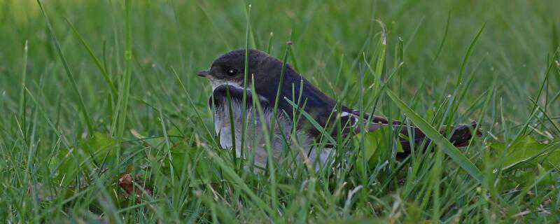 燕子怎么过冬（燕子怎么过冬的方式）