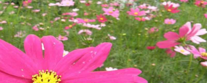 太阳花种植注意事项（太阳花盆栽种植方法和注意事项）