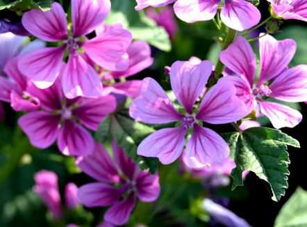 锦葵种子价格及种植方法介绍 锦葵种子的种植视频