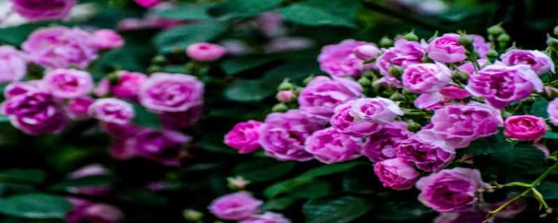 蔷薇在东北怎么过冬 蔷薇在东北怎么过冬的