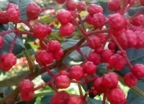 凤椒有什么特点（凤椒有什么特点和功效）