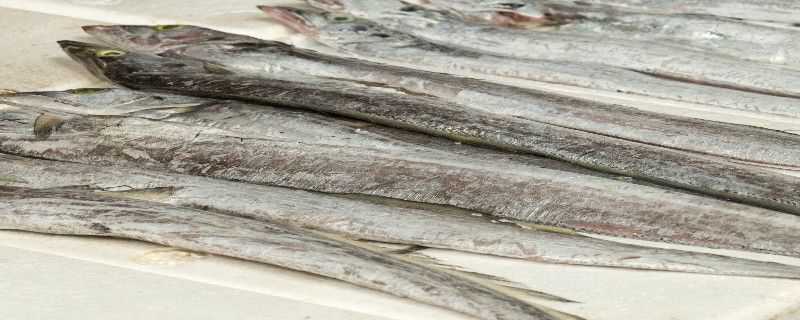 带鱼是淡水鱼还是海鱼 带鱼是淡水鱼还是海水鱼