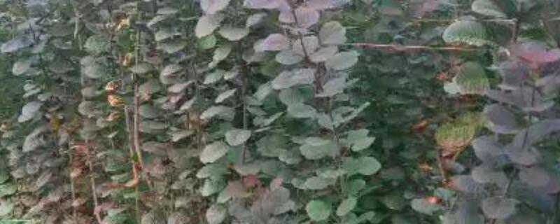 红栌属于落叶还是常绿树 红栌属于落叶还是常绿树种