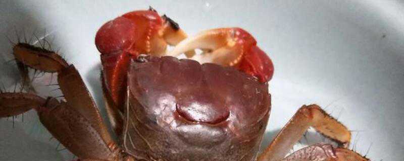 相手蟹怎么繁殖 相手蟹产卵了怎么弄