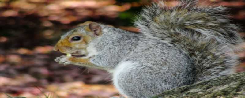 小松鼠怎么过冬 小松鼠怎么过冬的答案