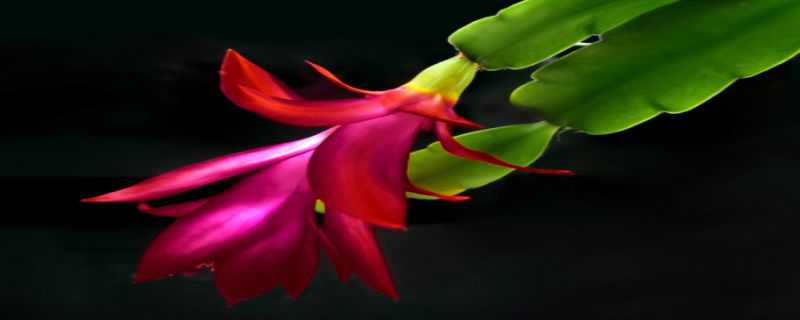 蟹爪兰怎么过冬 蟹爪兰过冬最低温度