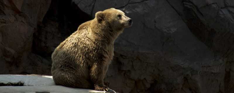 熊怎么过冬（兔子怎么过冬）