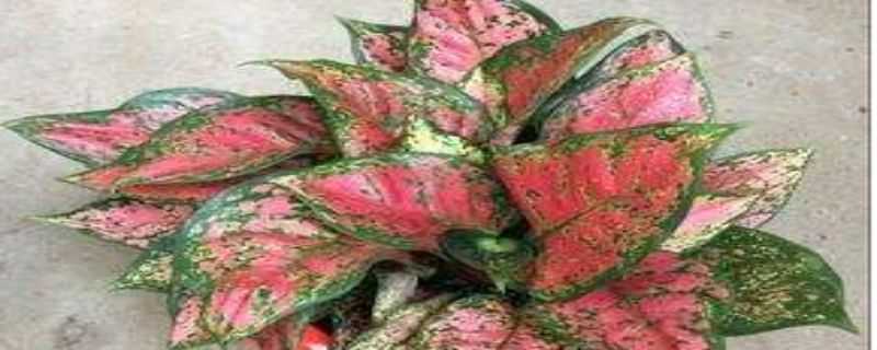 如意怎么过冬（如意花冬天怎么过冬）