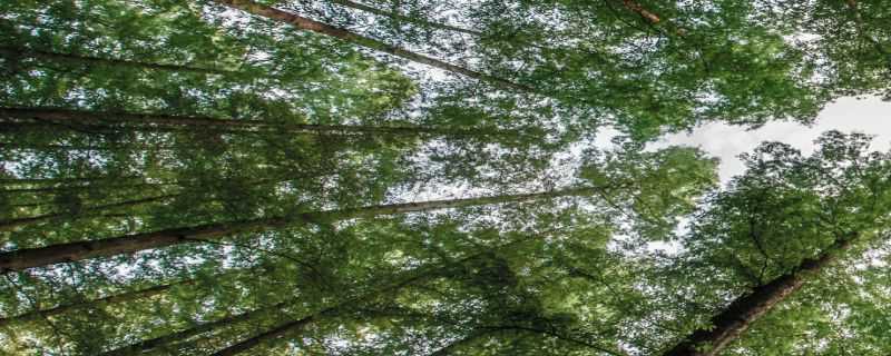 生长期杉树病害怎么治（生长期杉树病害怎么治理）