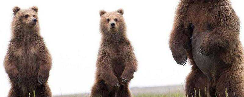 小熊喜欢吃什么（小熊喜欢吃什么食物简笔画）