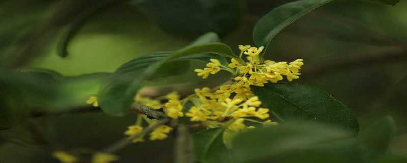 金桂花树的养殖方法 金桂花树的养殖方法和方法