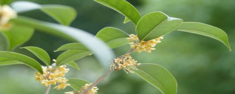 桂花的种植和注意事项 盆栽桂花树种植技术与注意事项