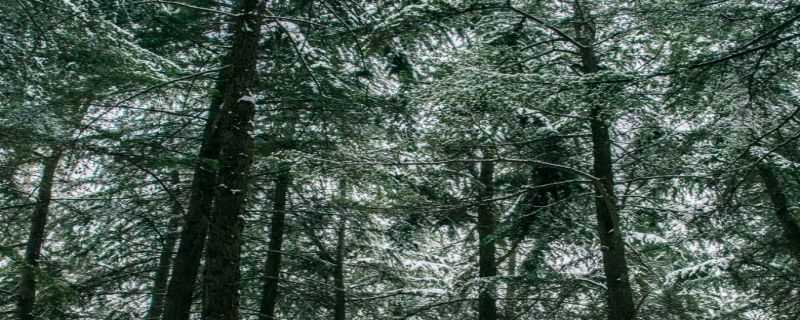 雪松是常绿还是落叶（雪松是常绿还是落叶的）