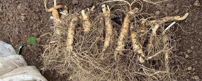 人参的种植技术（人参的种植技术与气候）