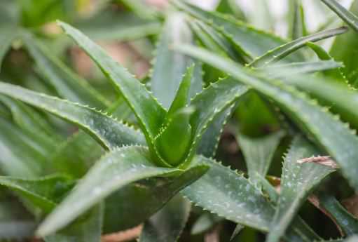 芦荟苗种植方法要点有哪些 芦荟苗种植方法要点有哪些呢