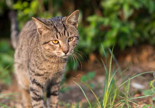 狸花猫介绍