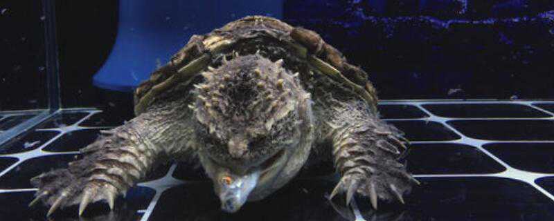 北美小鳄龟怎么养 北美小鳄龟怎么养才能凶猛呢