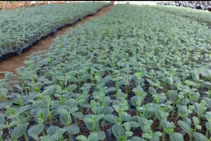 大棚西瓜快速育苗的技术要点（大棚西瓜快速育苗的技术要点是）