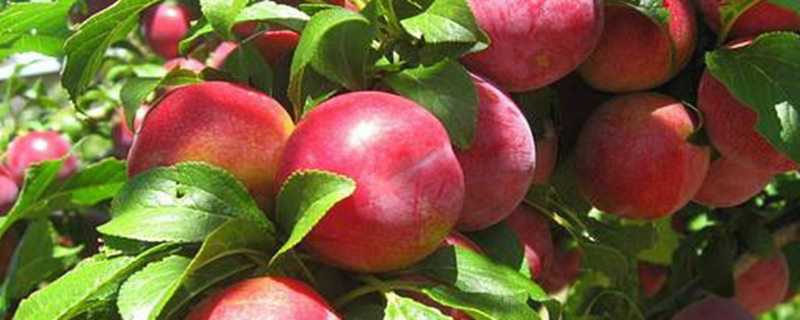 大连油桃什么时候成熟（大连油桃什么时候成熟采摘）