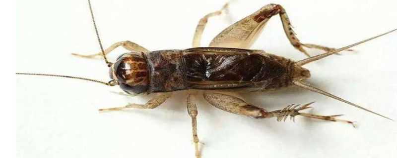 蛐蛐怎么养吃什么（蛐蛐儿怎么养吃什么）