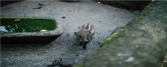 野猪几级保护动物（中国野猪几级保护动物）