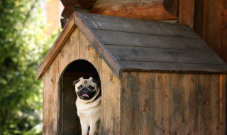 梦到被狗咬手 梦到狗咬自己手指,没有出血