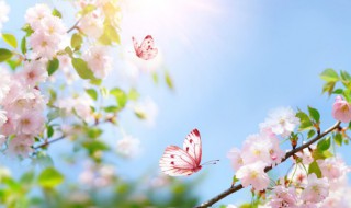 春分前几天可以扫墓祭祀 春分后清明前可以扫墓吗