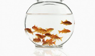 为什么飞鱼会飞翔（你知道为什么鱼会飞）