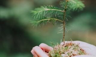 4年级植树节日记150字以上（小学生日记100字30篇四年级关于植树节的）