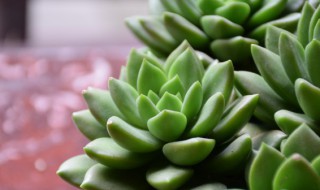 多肉植物外貌描写（多肉植物外貌描写100）